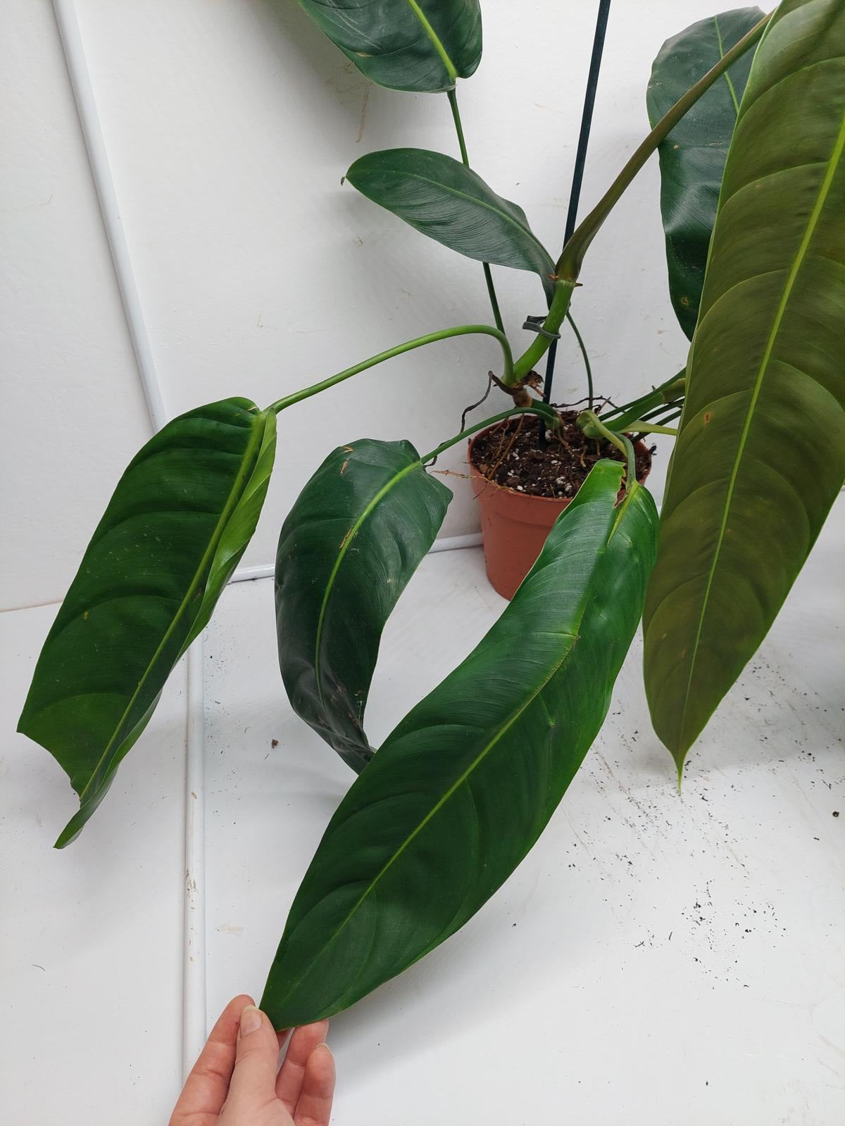 Philodendron Patriciae