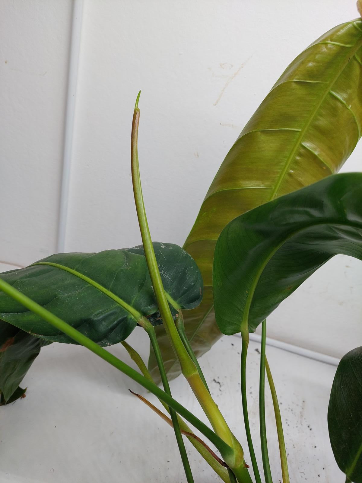 Philodendron Patriciae