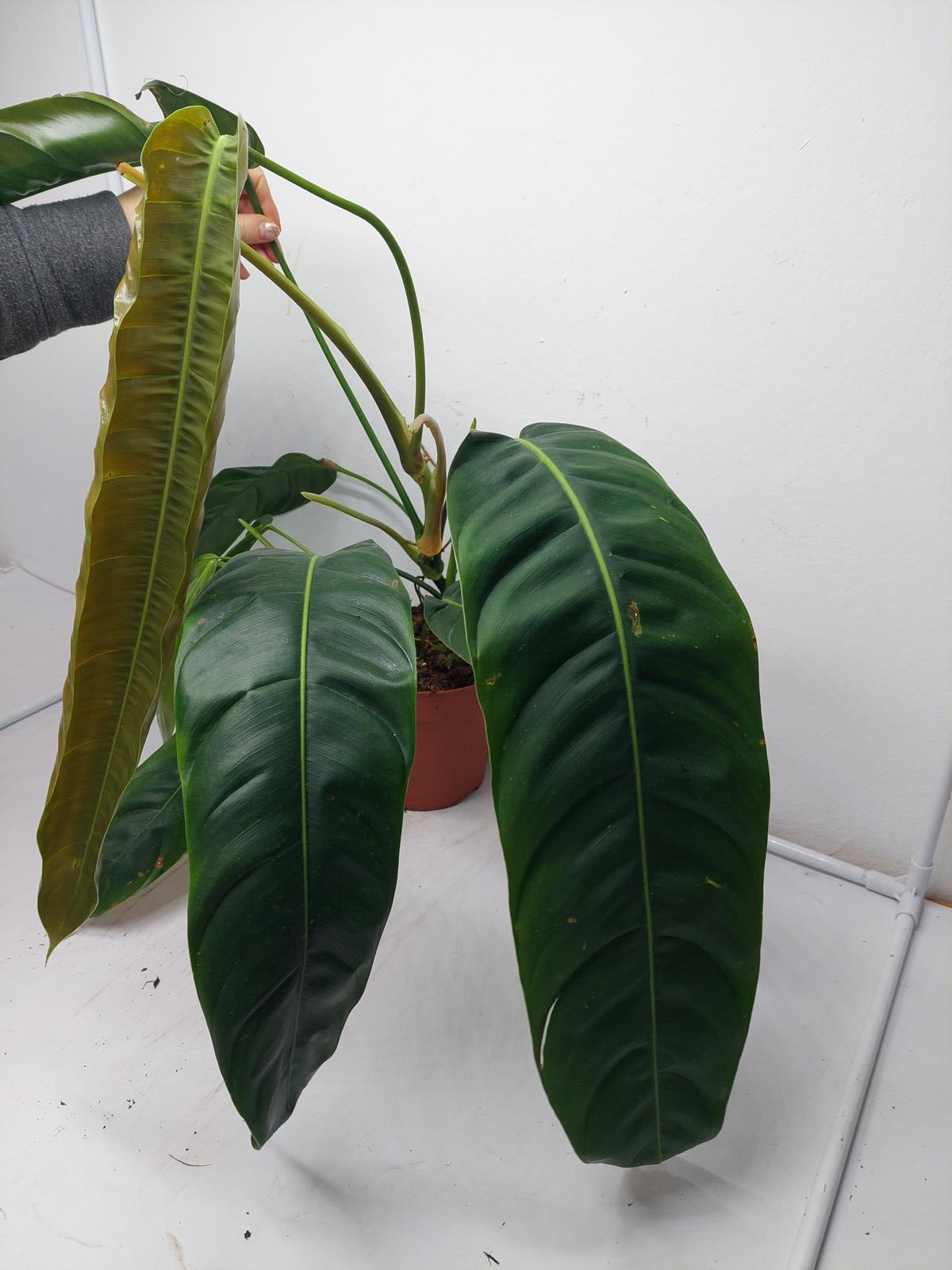 Philodendron Patriciae