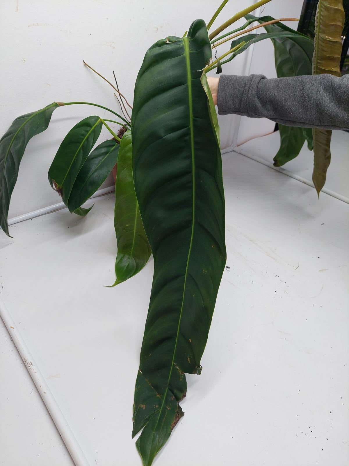 Philodendron Patriciae