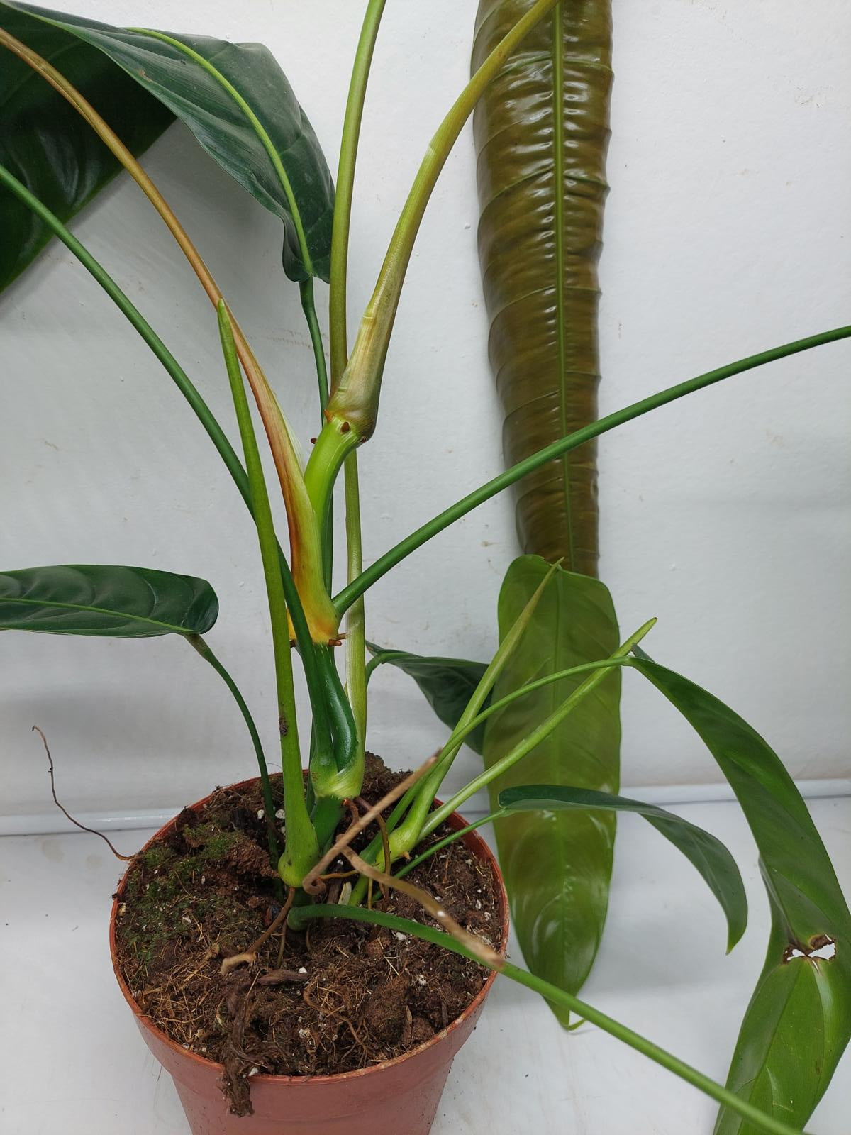 Philodendron Patriciae