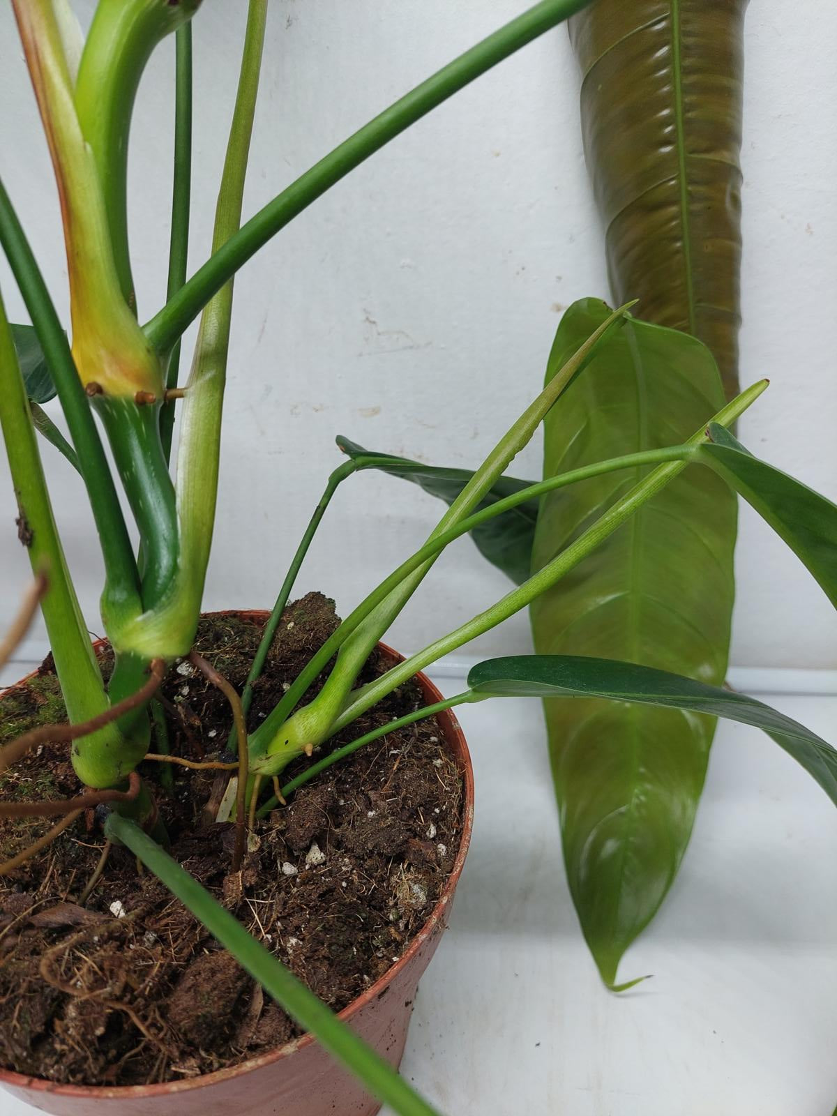 Philodendron Patriciae