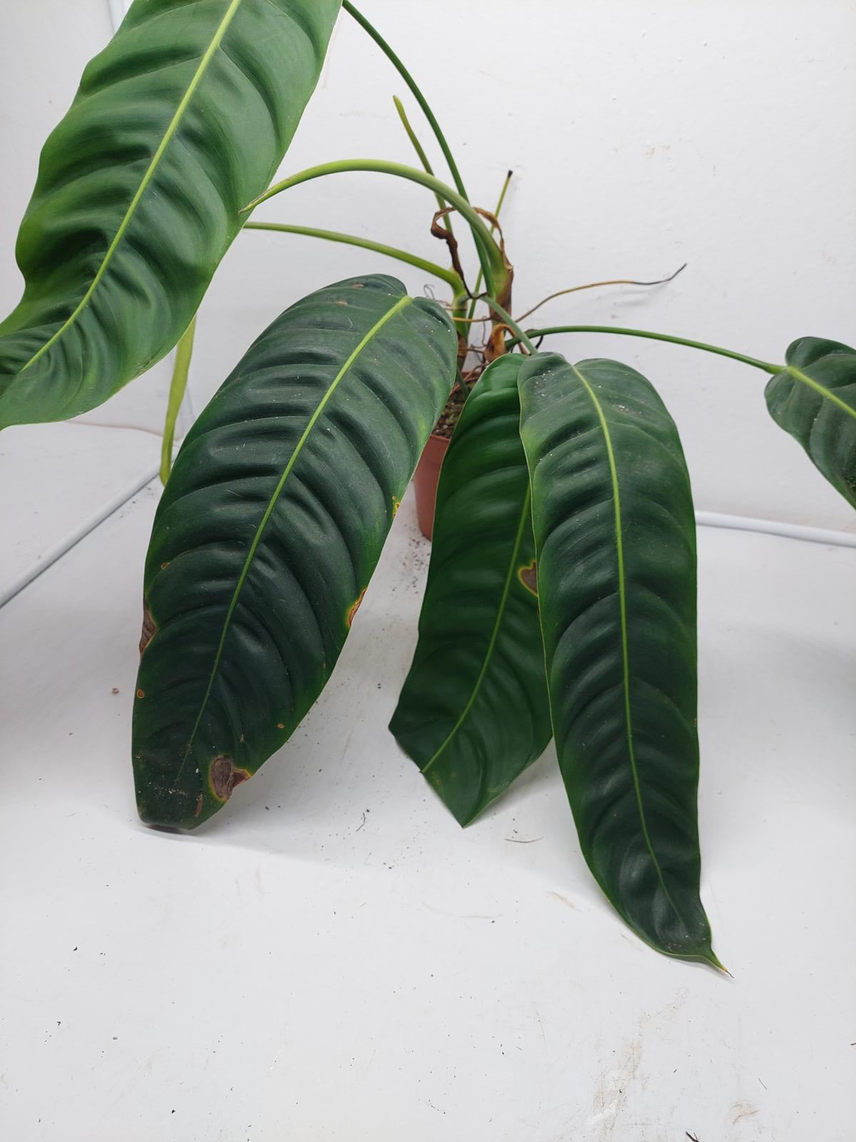 Philodendron Patriciae