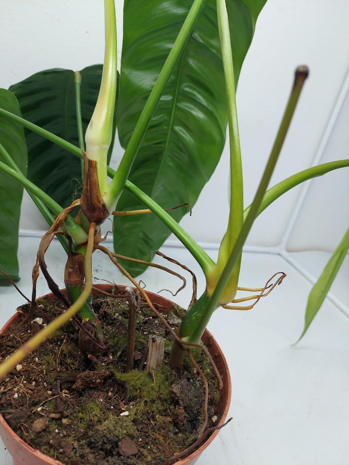 Philodendron Patriciae