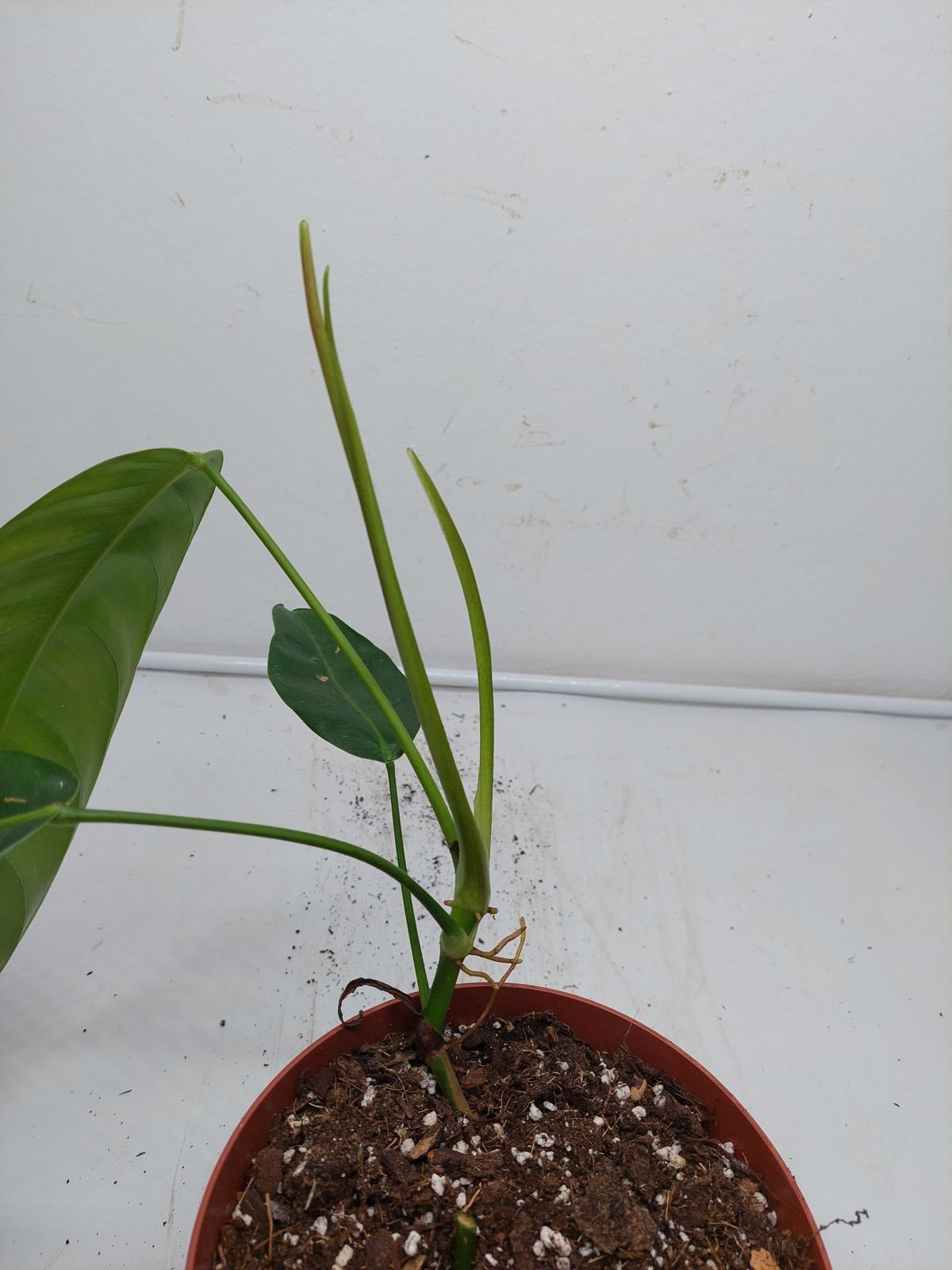 Philodendron Patriciae