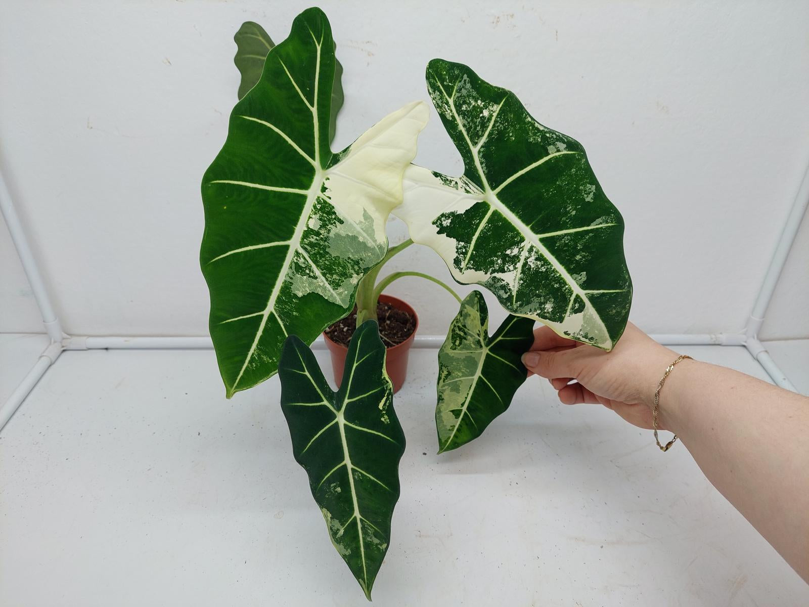 Alocasia Frydek Variegata