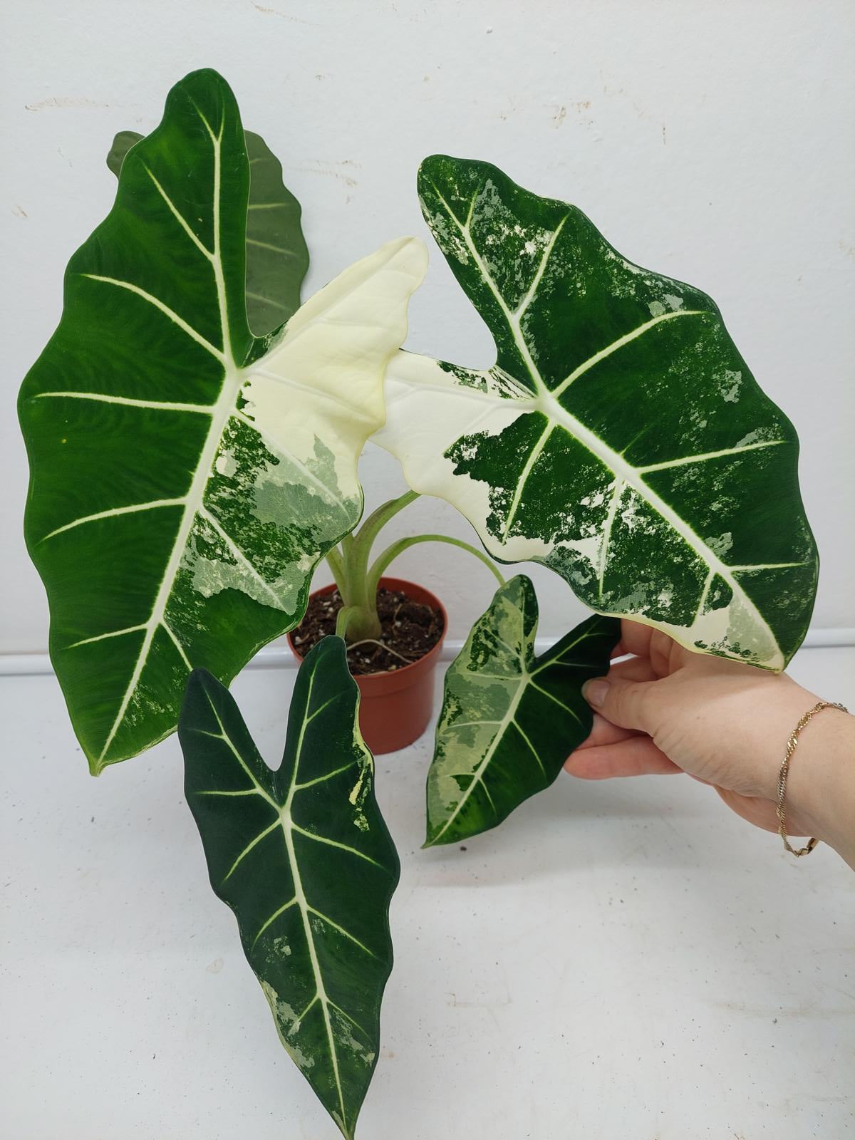 Alocasia Frydek Variegata