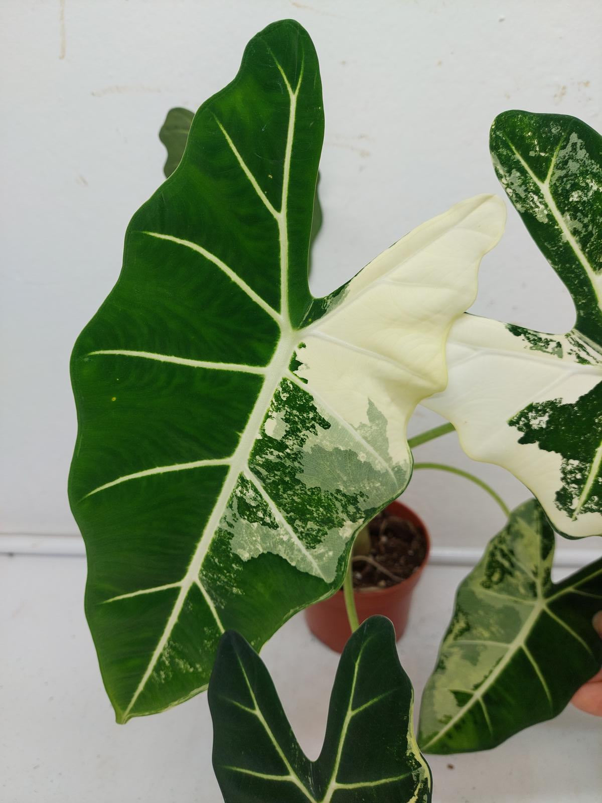 Alocasia Frydek Variegata