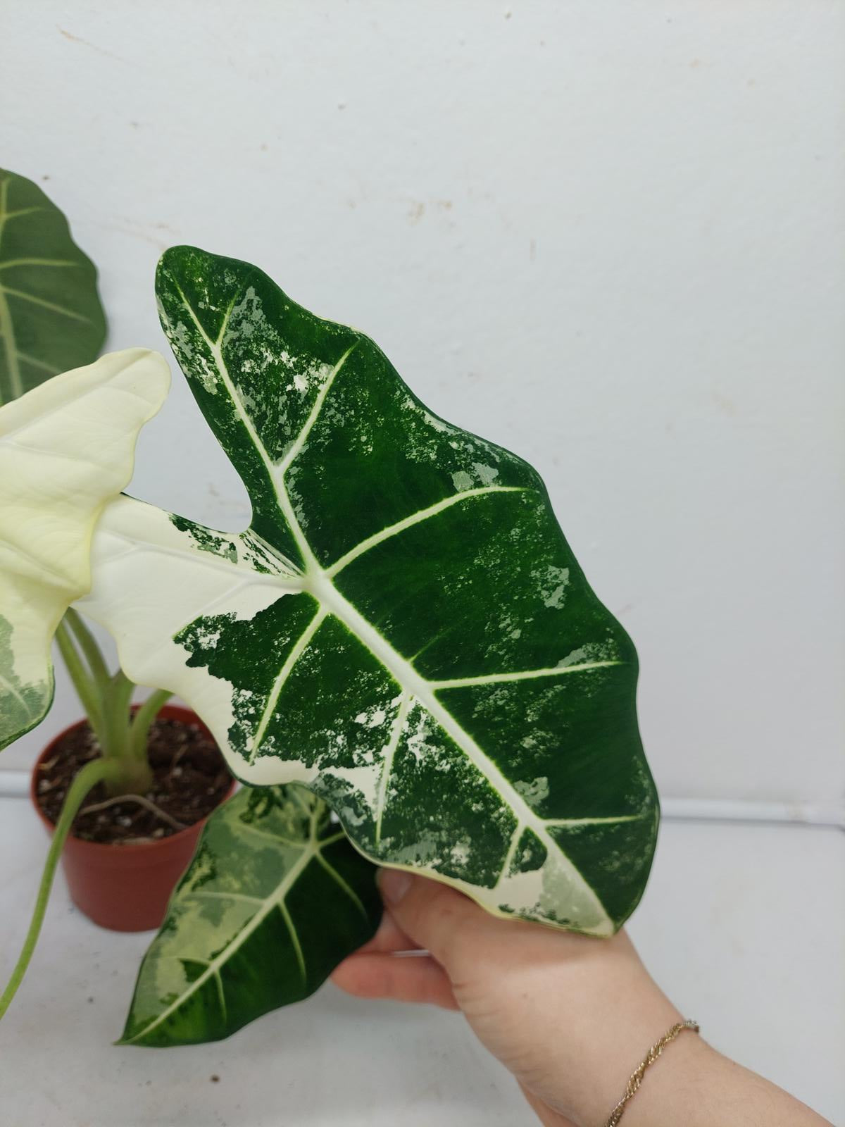 Alocasia Frydek Variegata