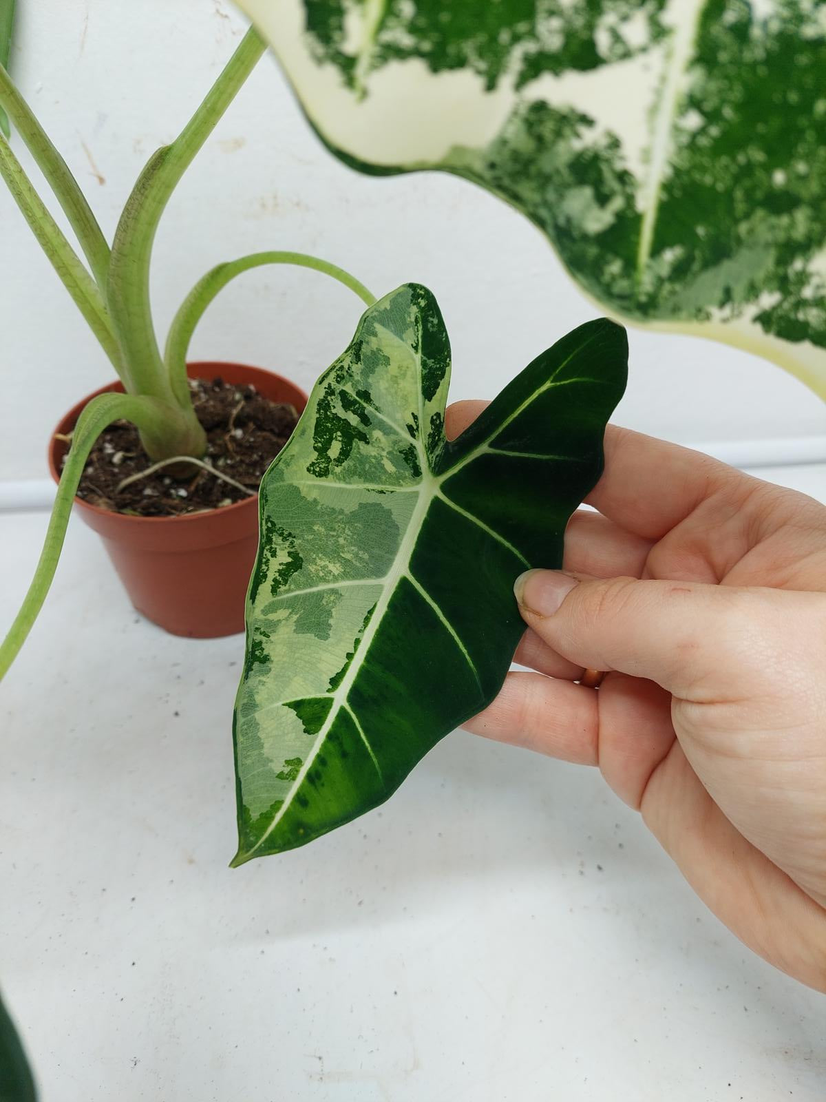 Alocasia Frydek Variegata