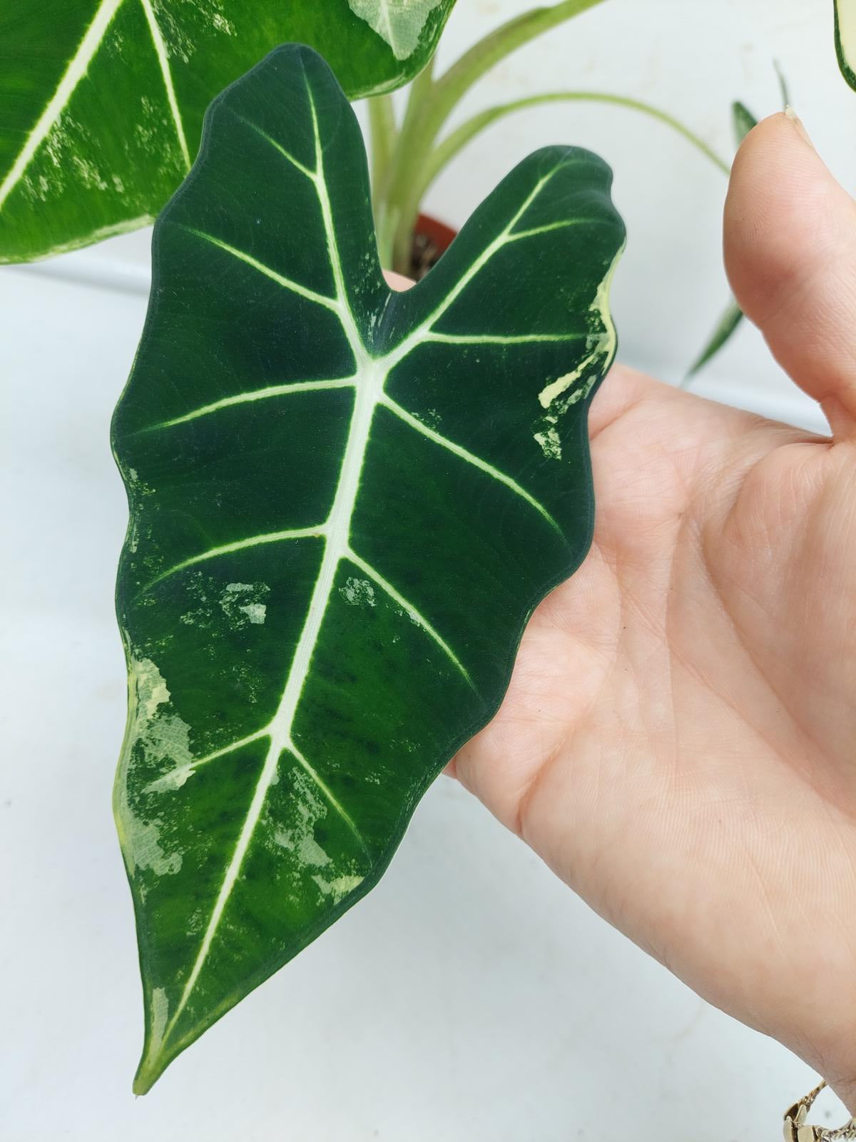 Alocasia Frydek Variegata