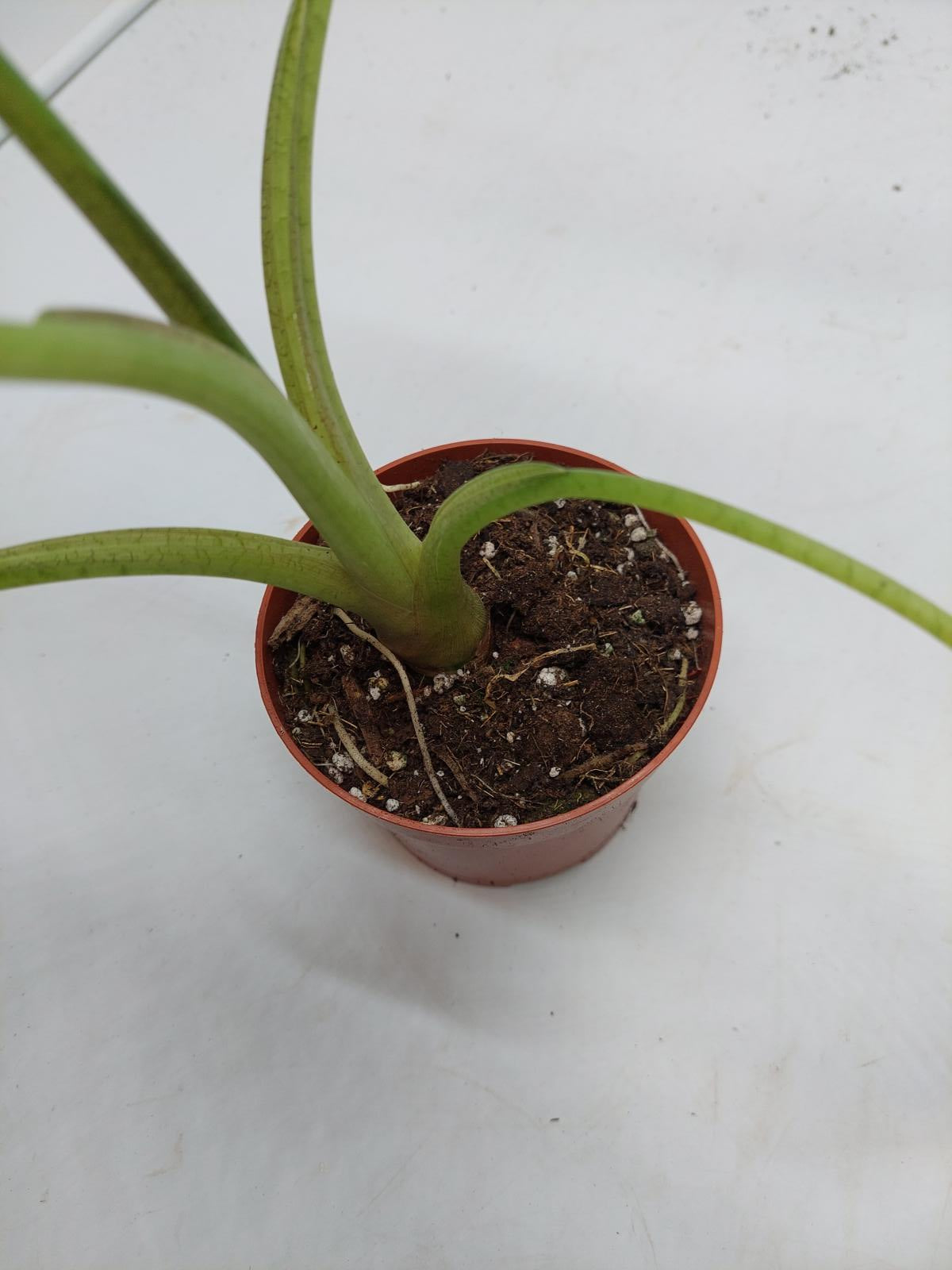 Alocasia Frydek Variegata