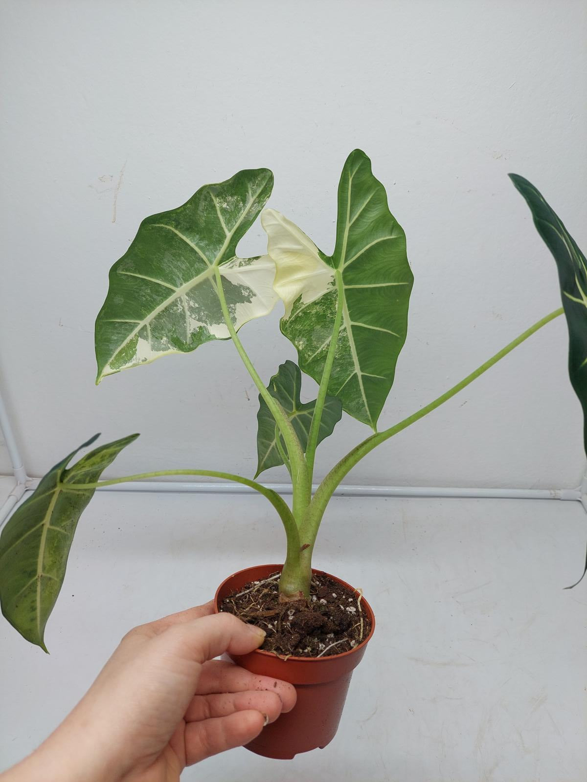 Alocasia Frydek Variegata