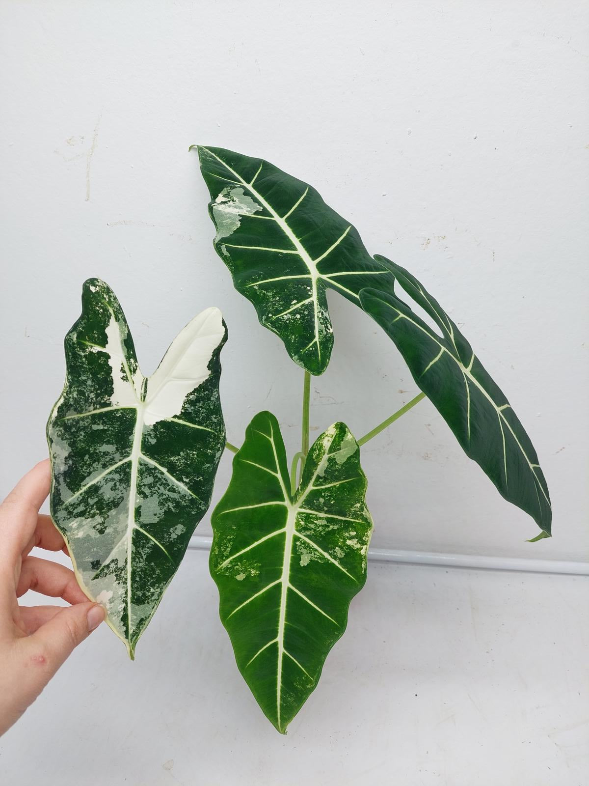 Alocasia Frydek Variegata