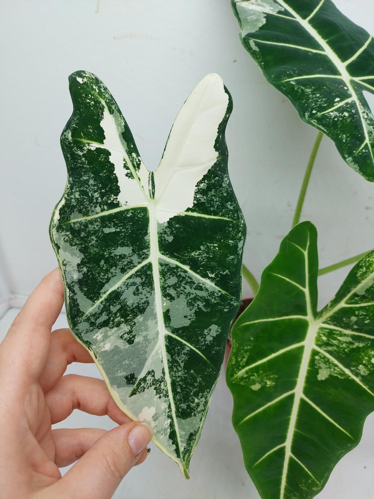 Alocasia Frydek Variegata