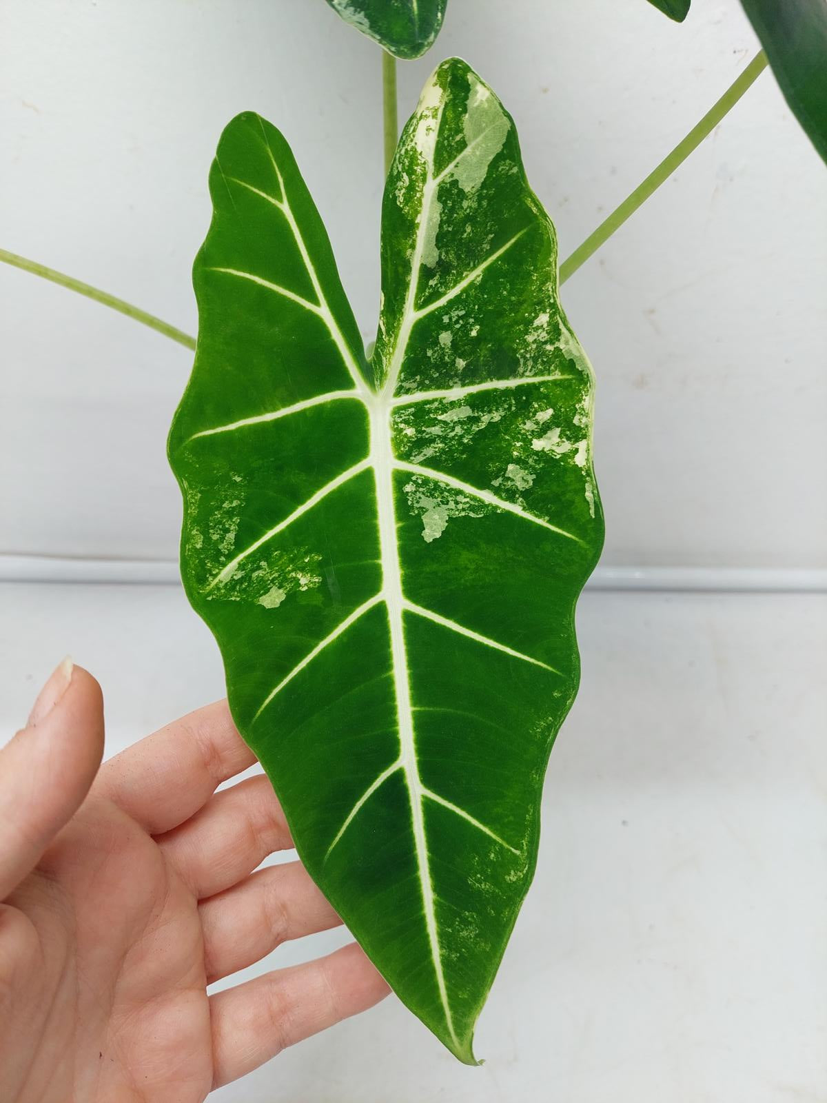 Alocasia Frydek Variegata