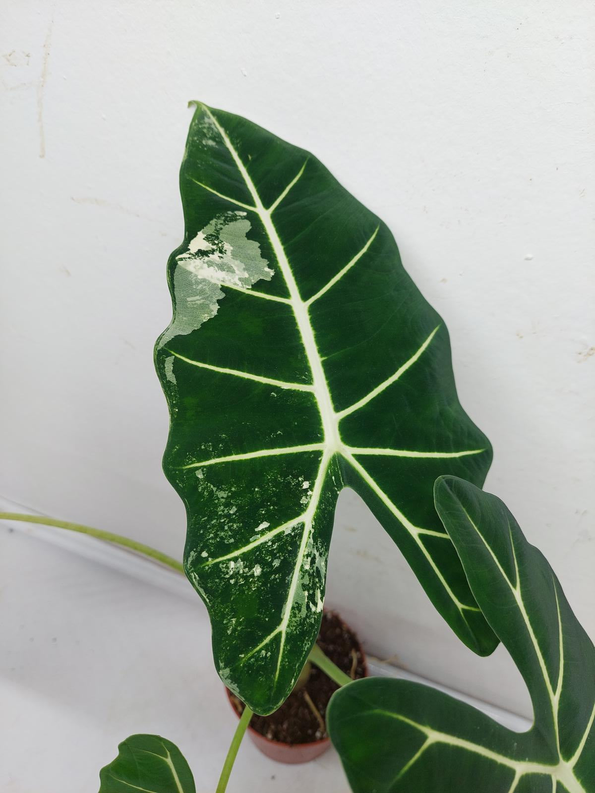 Alocasia Frydek Variegata