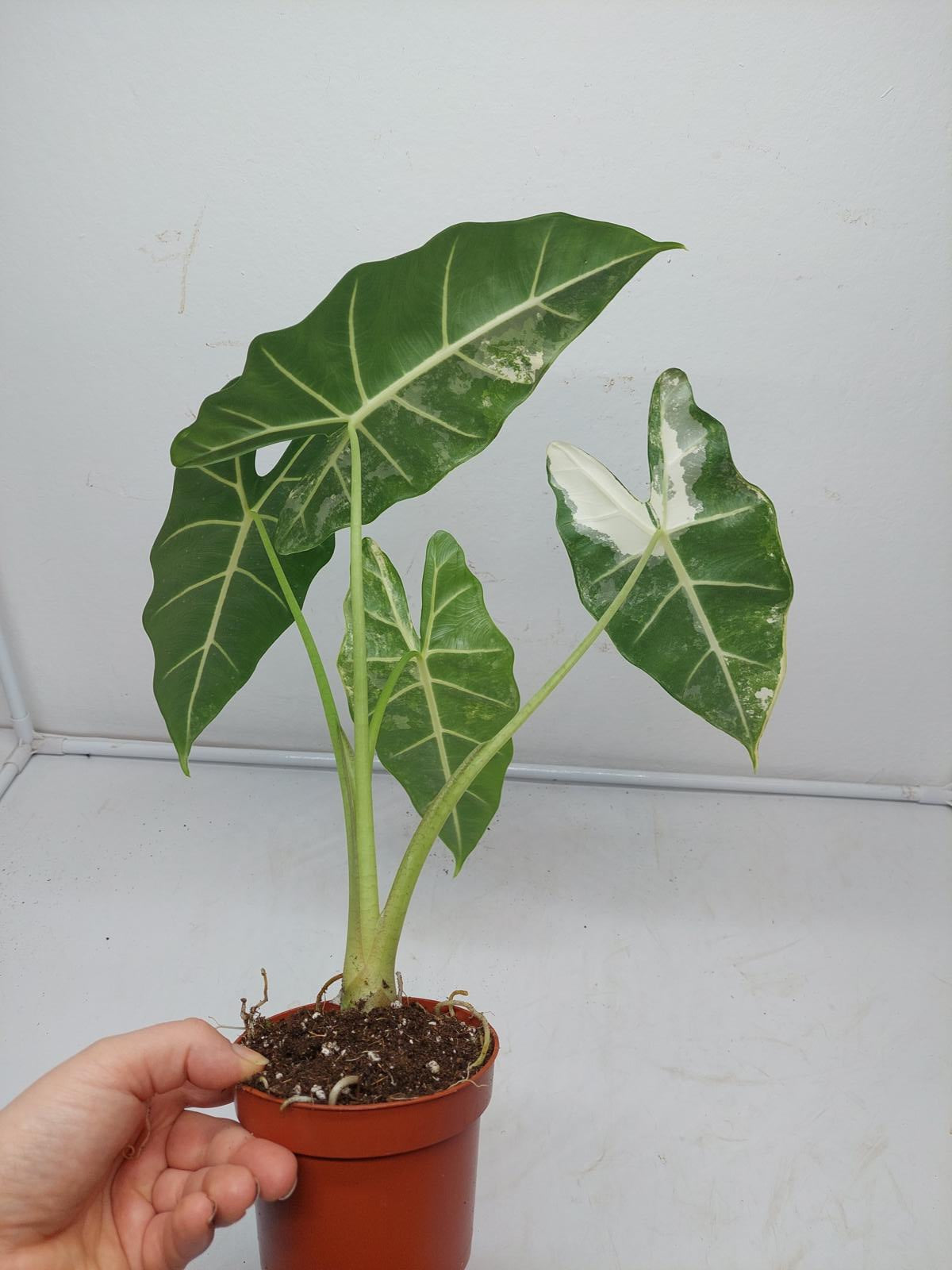 Alocasia Frydek Variegata