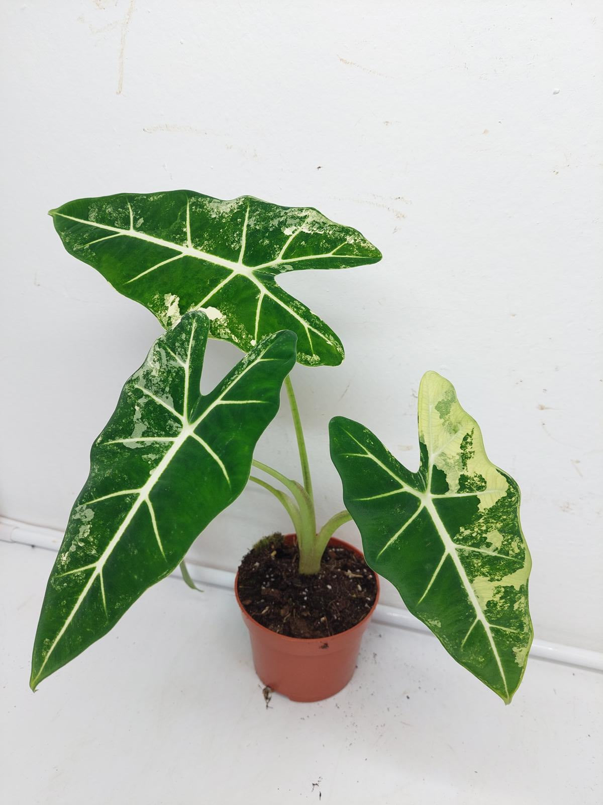 Alocasia Frydek Variegata