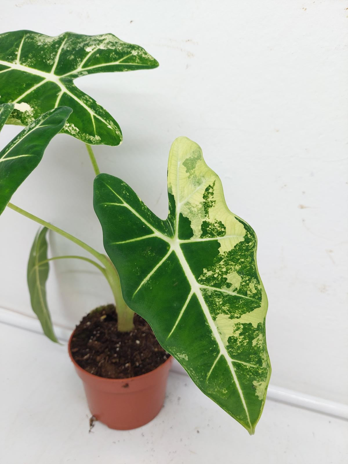 Alocasia Frydek Variegata