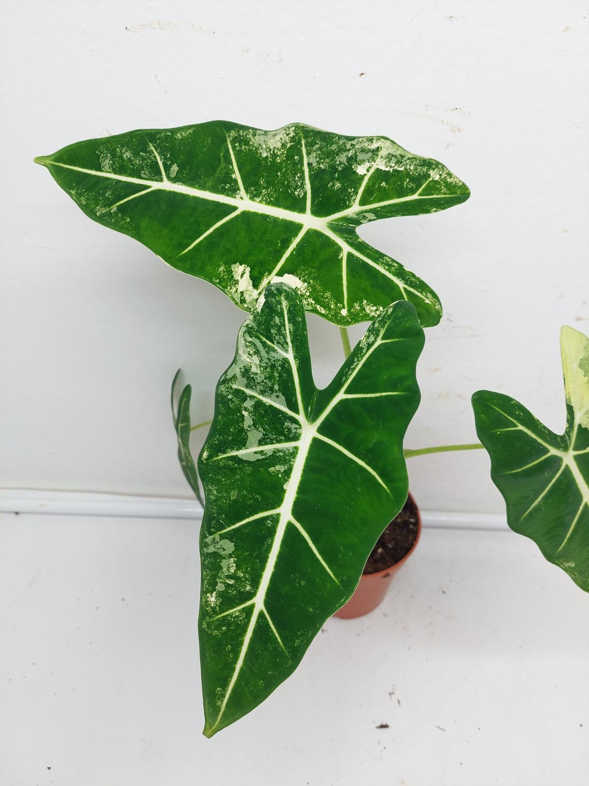 Alocasia Frydek Variegata