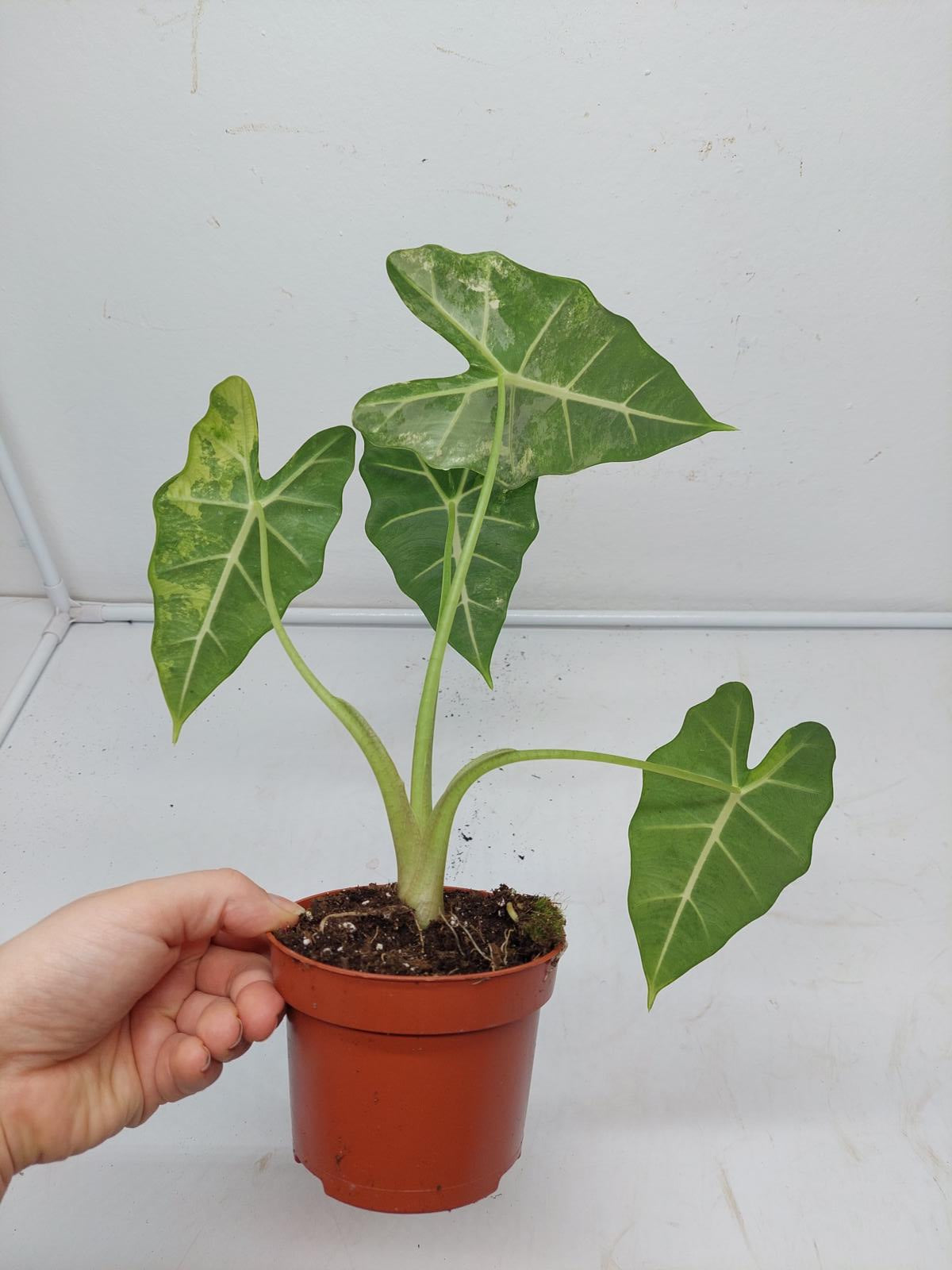 Alocasia Frydek Variegata