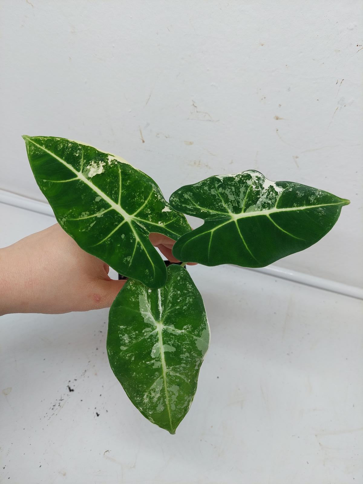 Alocasia Frydek Variegata