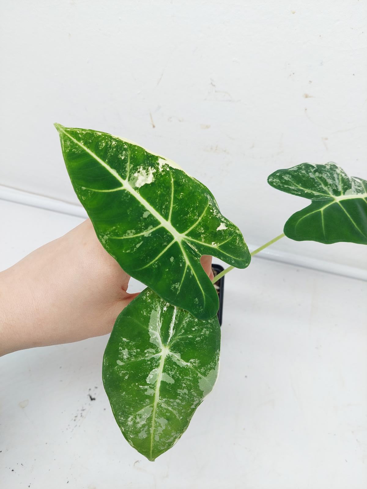 Alocasia Frydek Variegata