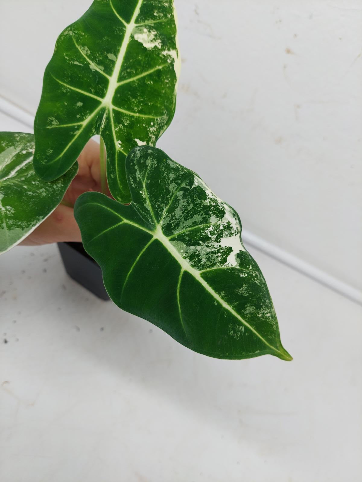 Alocasia Frydek Variegata