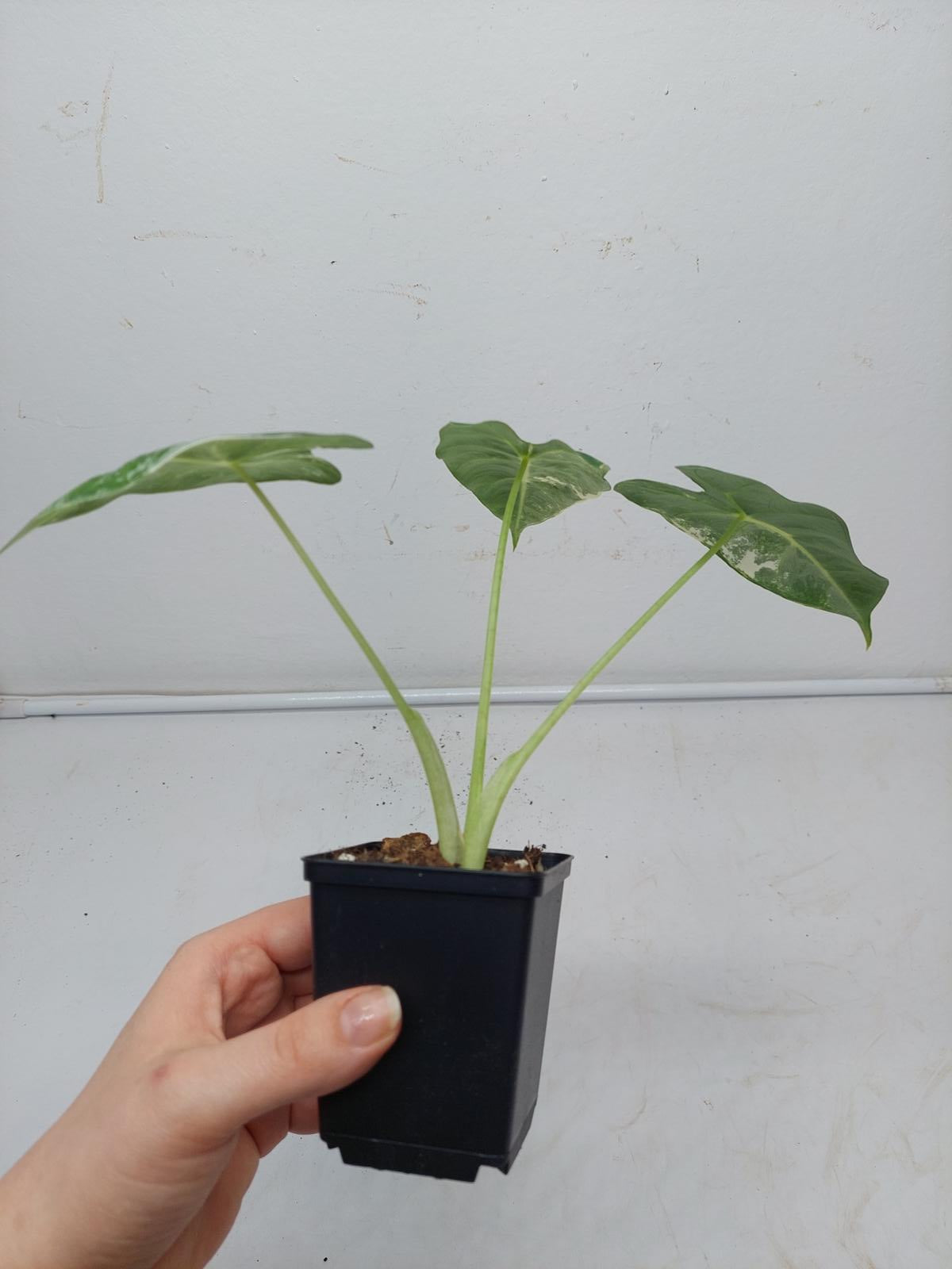 Alocasia Frydek Variegata