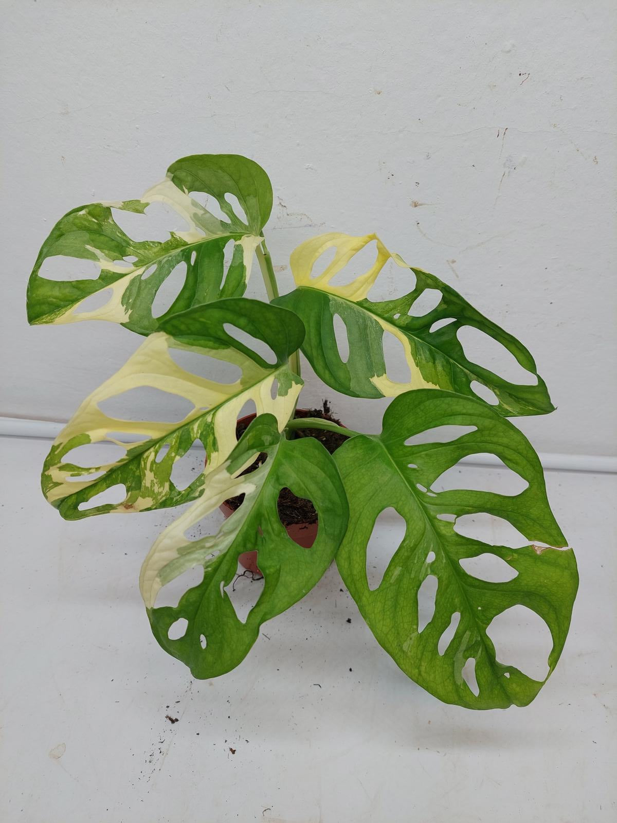 Monstera Adansonii Variegata