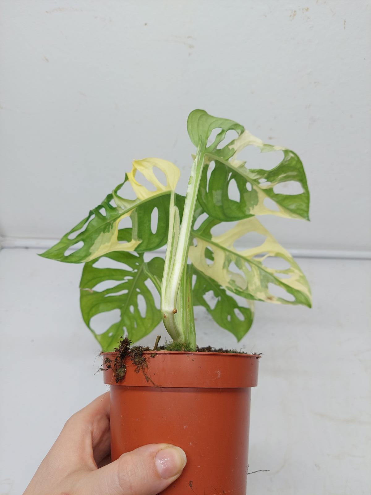 Monstera Adansonii Variegata