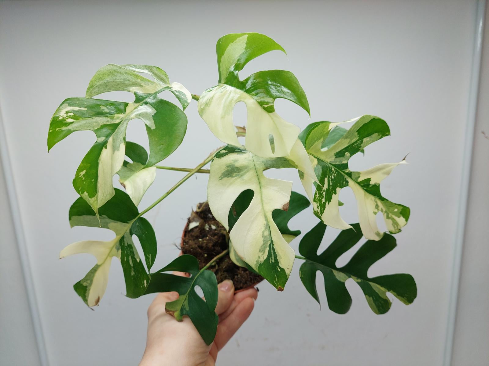 Raphidophora Tetrasperma / Monstera Minima Variegata