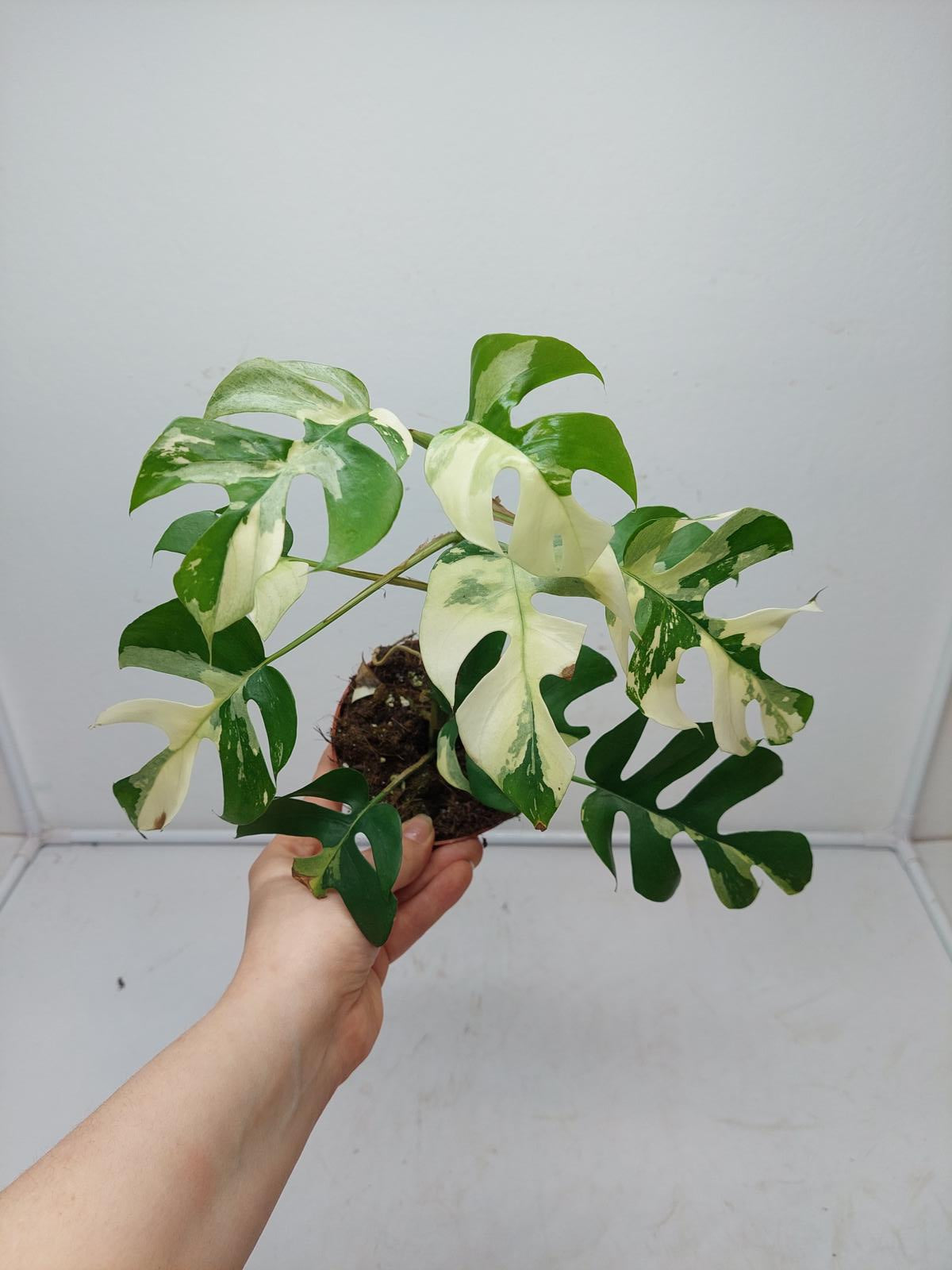 Raphidophora Tetrasperma / Monstera Minima Variegata