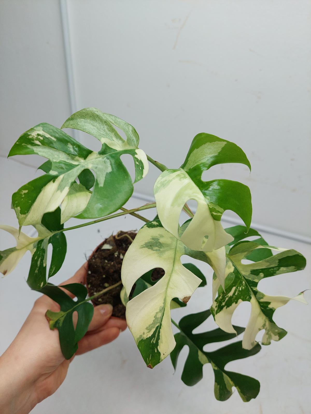 Raphidophora Tetrasperma / Monstera Minima Variegata