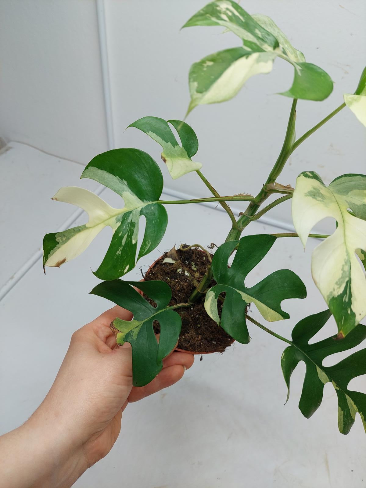 Raphidophora Tetrasperma / Monstera Minima Variegata