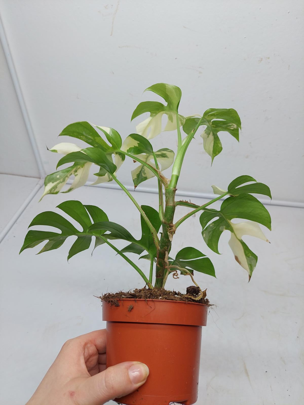 Raphidophora Tetrasperma / Monstera Minima Variegata