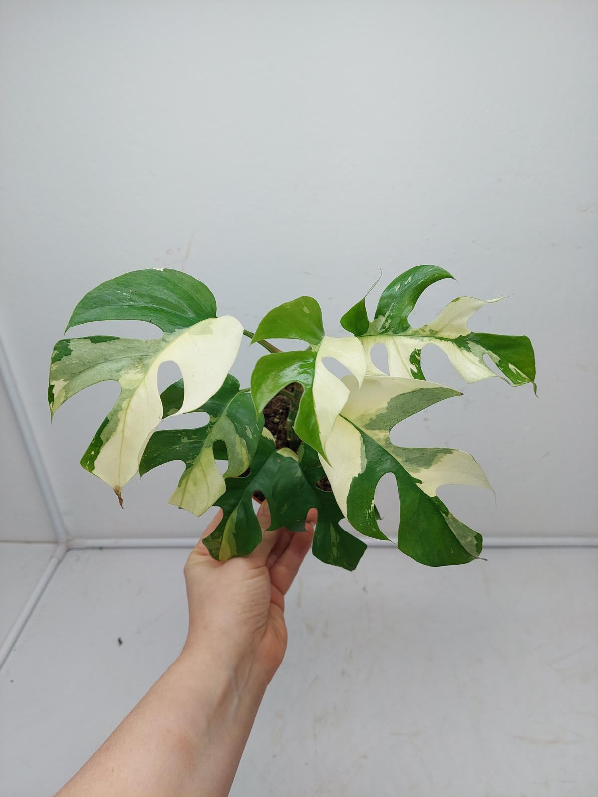 Raphidophora Tetrasperma / Monstera Minima Variegata