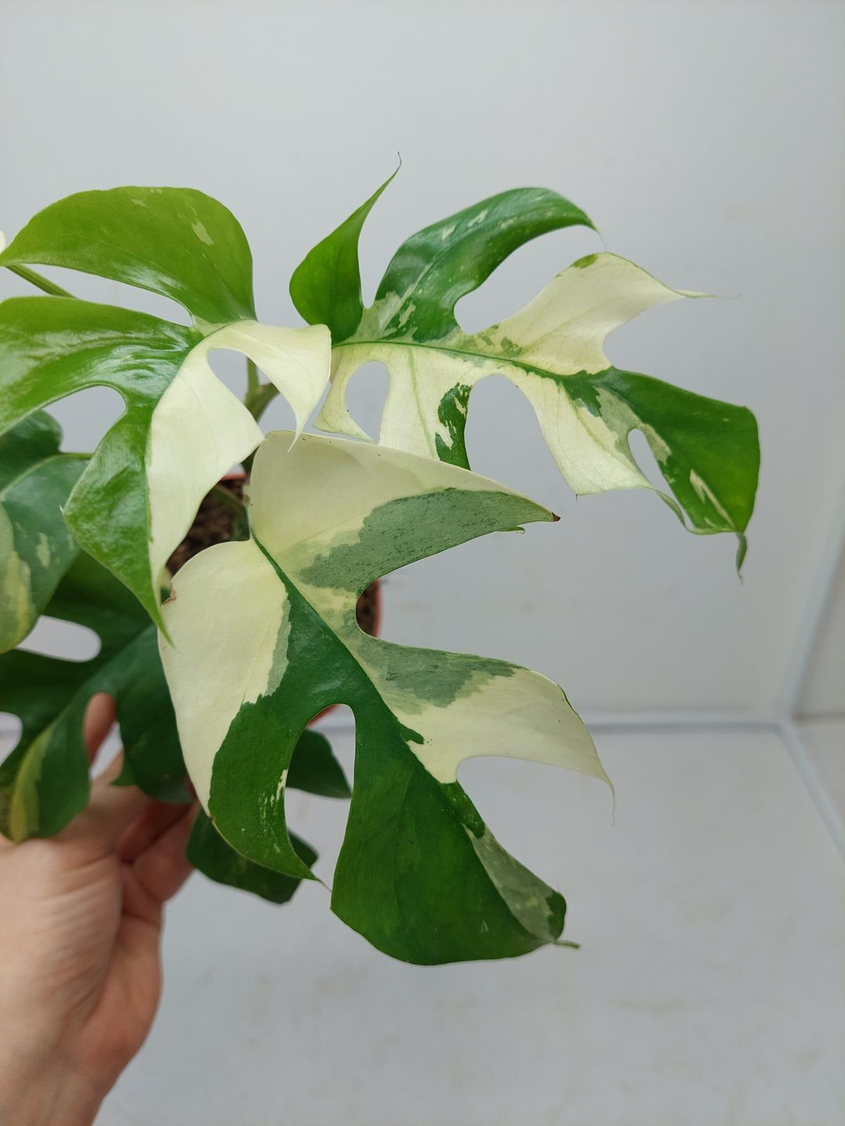 Raphidophora Tetrasperma / Monstera Minima Variegata