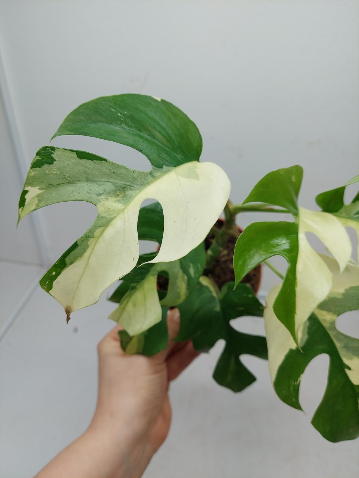 Raphidophora Tetrasperma / Monstera Minima Variegata