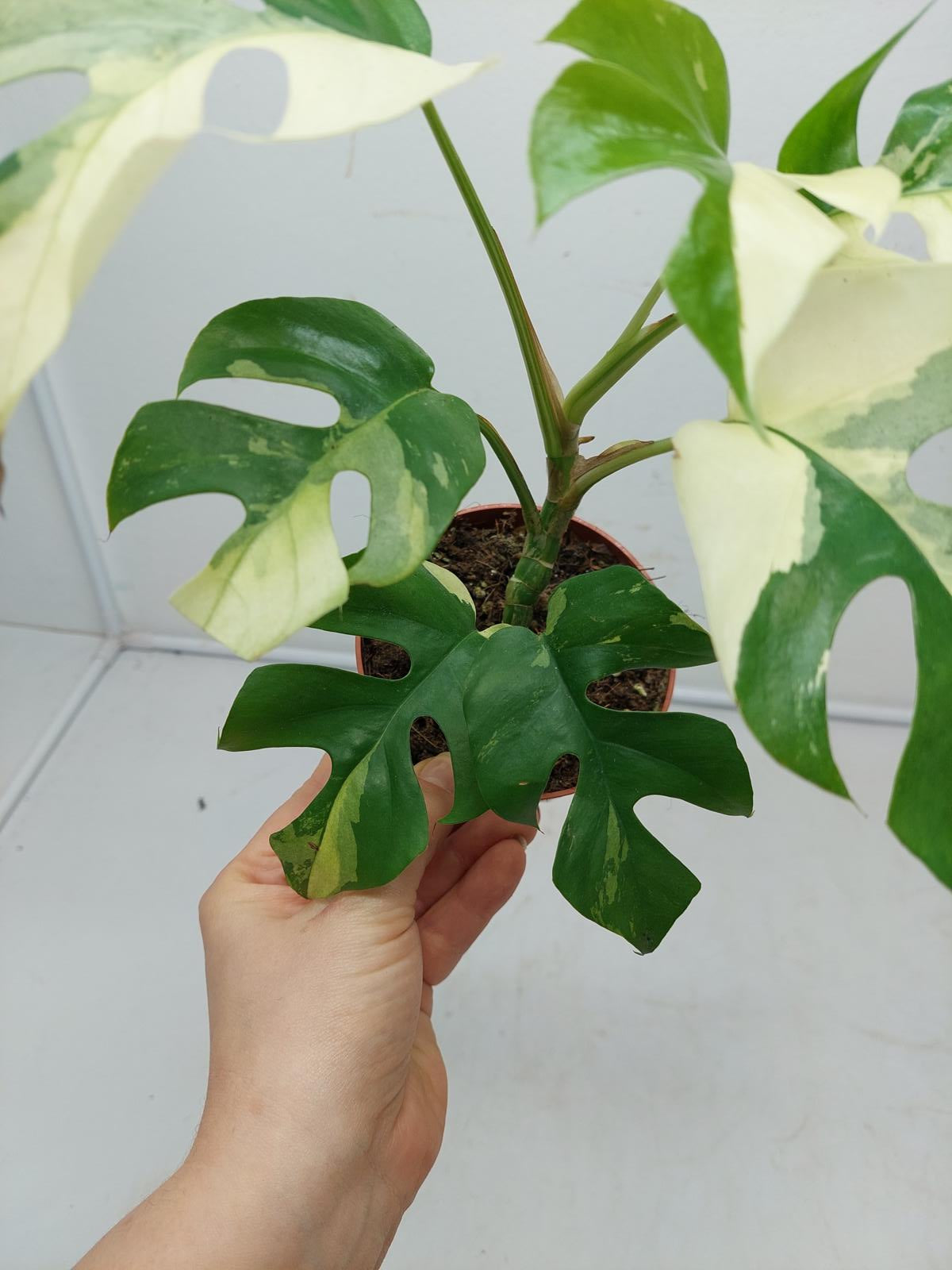 Raphidophora Tetrasperma / Monstera Minima Variegata