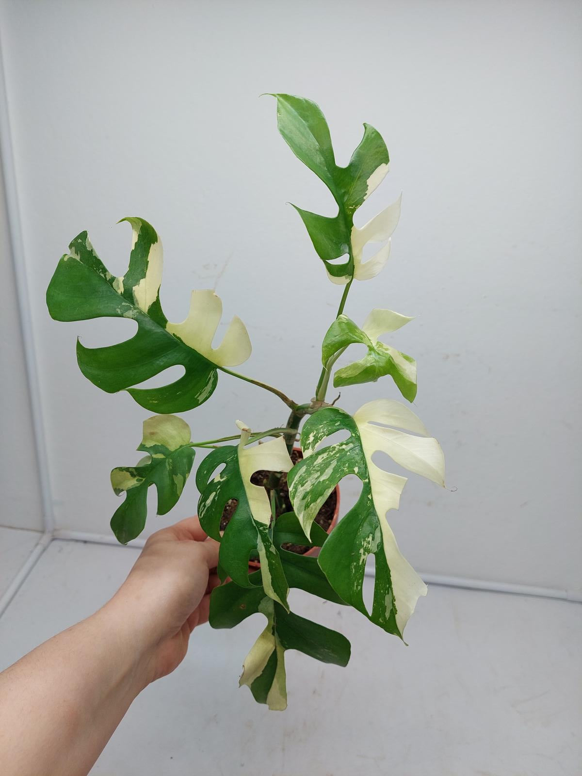 Raphidophora Tetrasperma / Monstera Minima Variegata