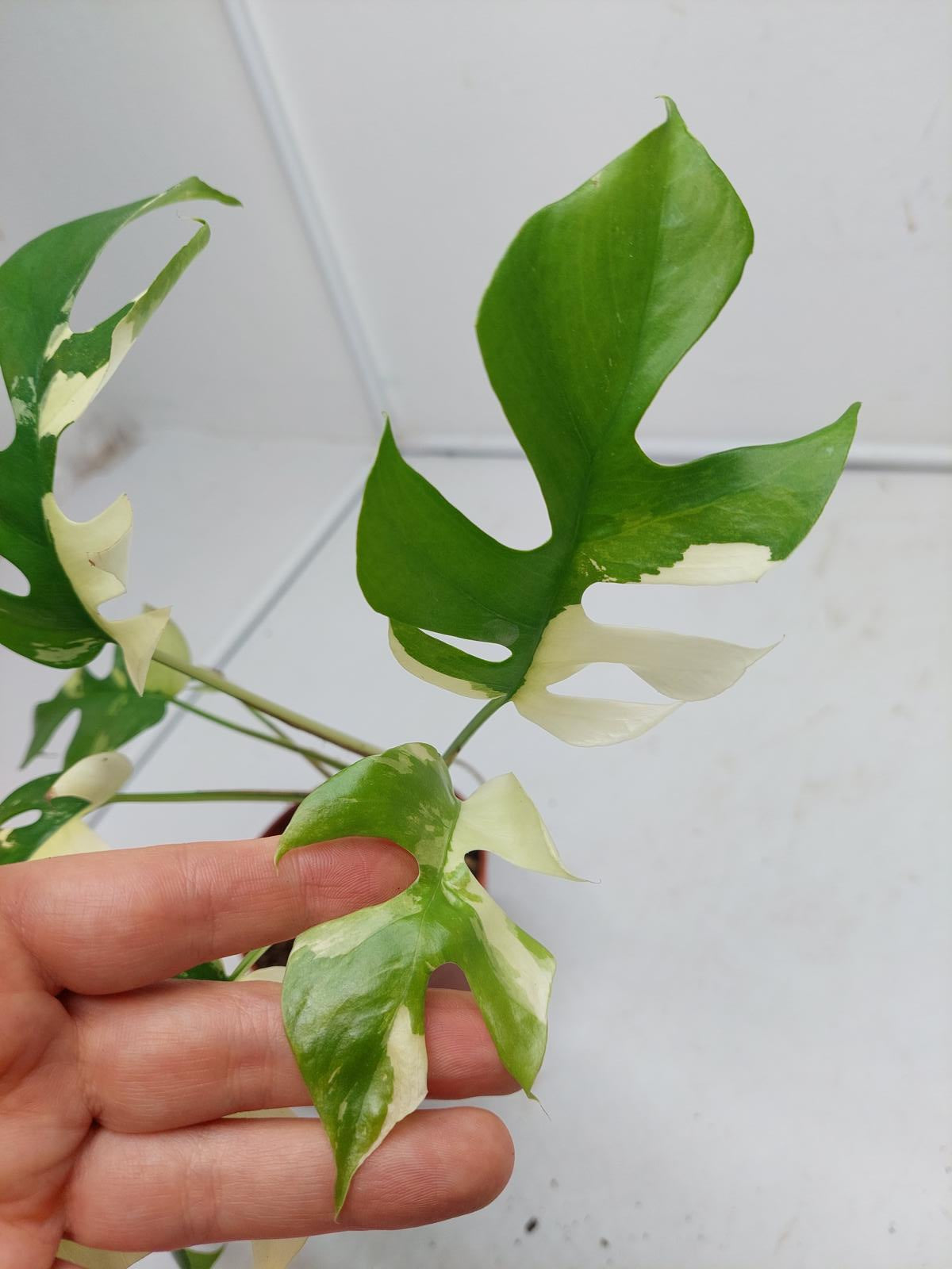 Raphidophora Tetrasperma / Monstera Minima Variegata