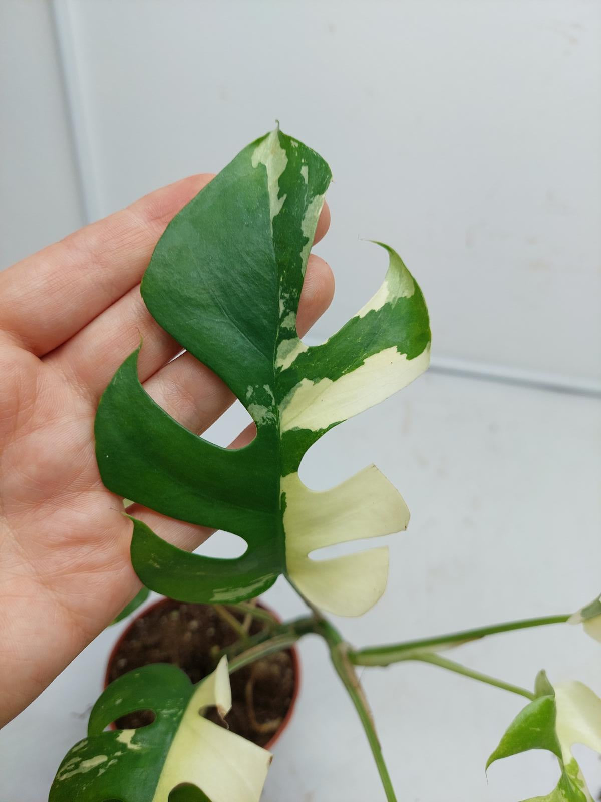 Raphidophora Tetrasperma / Monstera Minima Variegata