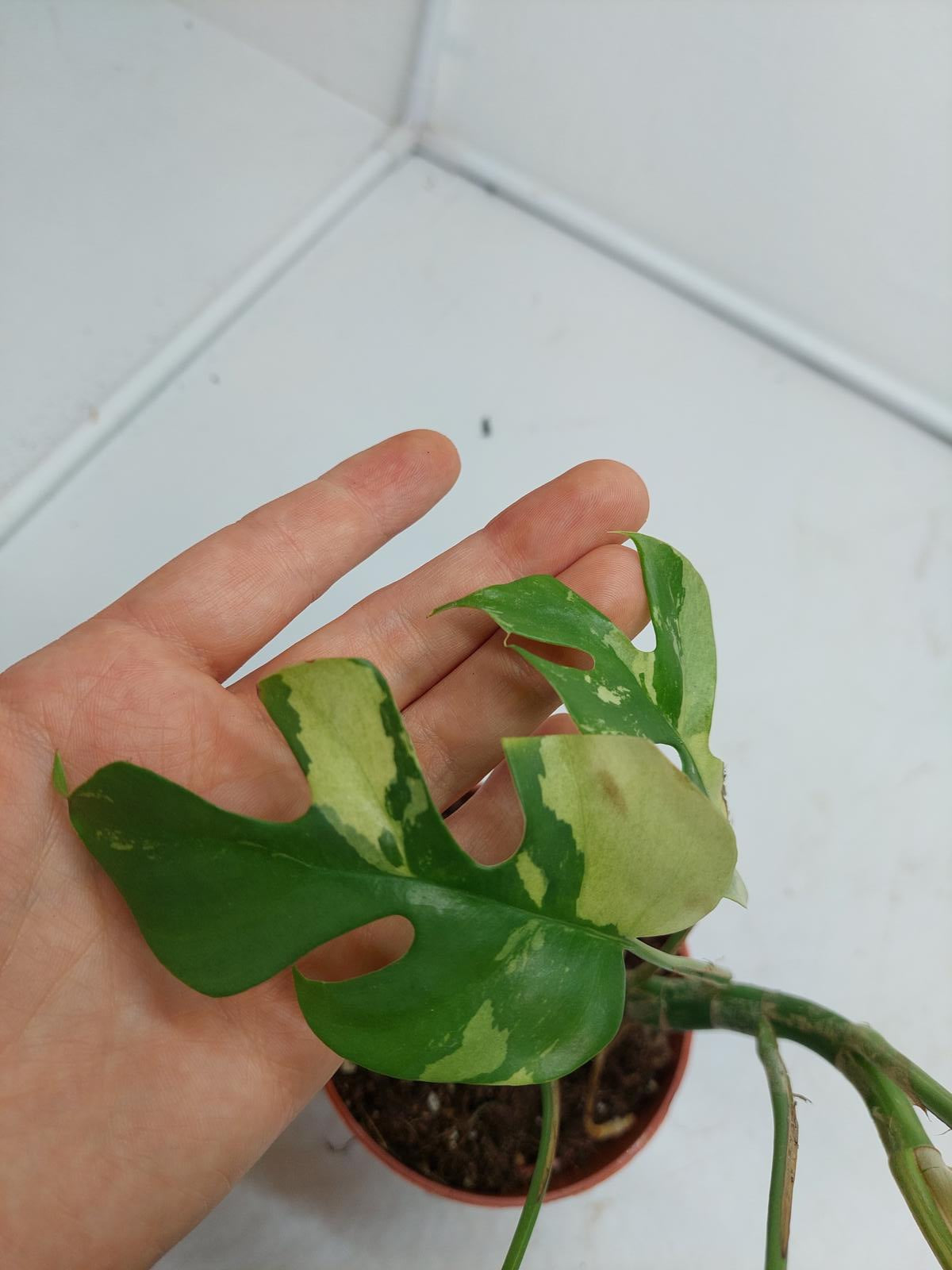 Raphidophora Tetrasperma / Monstera Minima Variegata