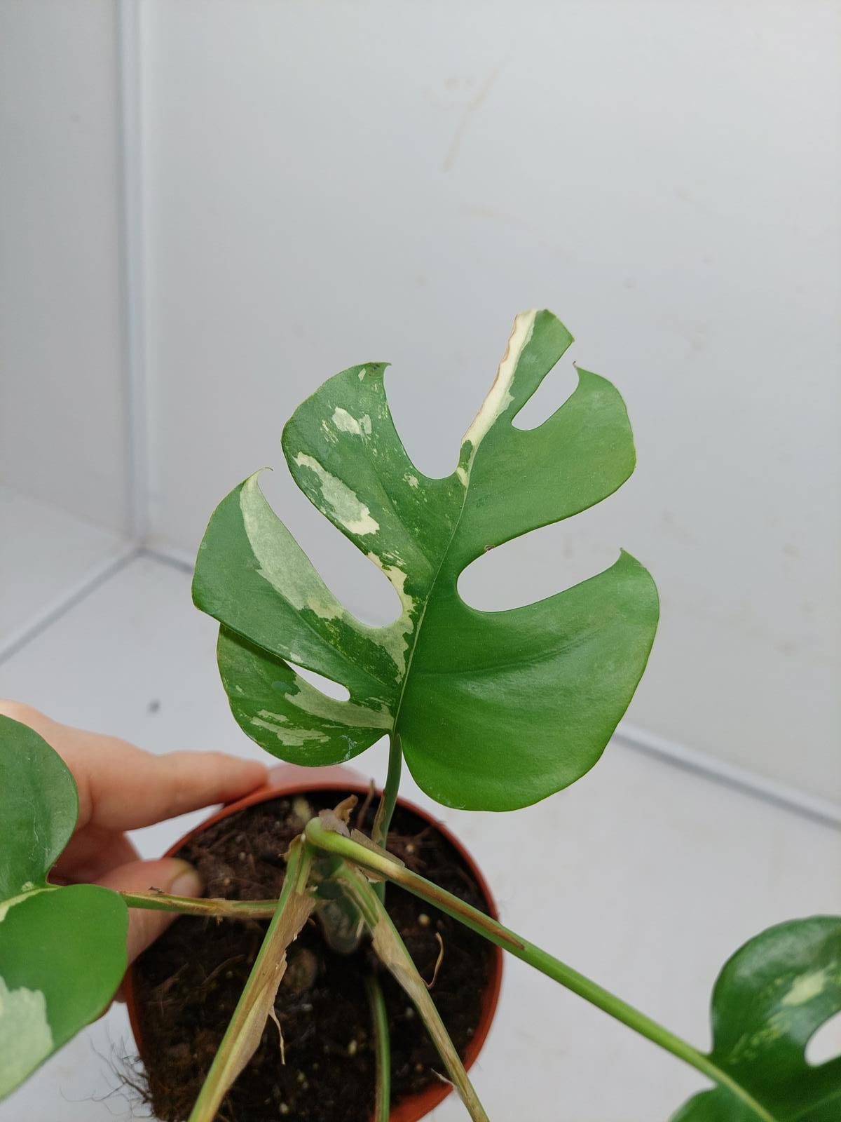 Raphidophora Tetrasperma / Monstera Minima Variegata