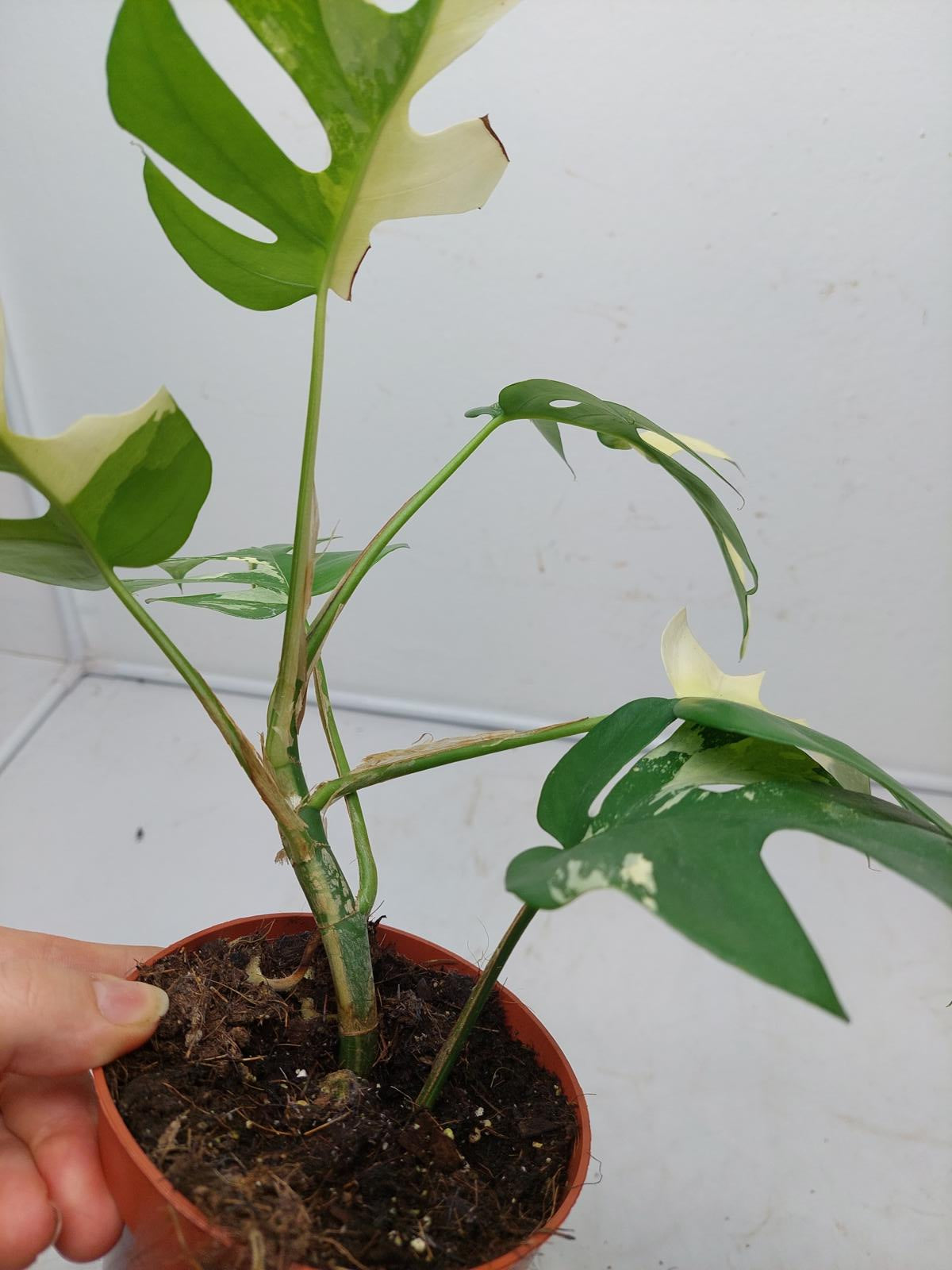 Raphidophora Tetrasperma / Monstera Minima Variegata