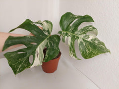 Monstera Variegata Stecklinge eingetopft