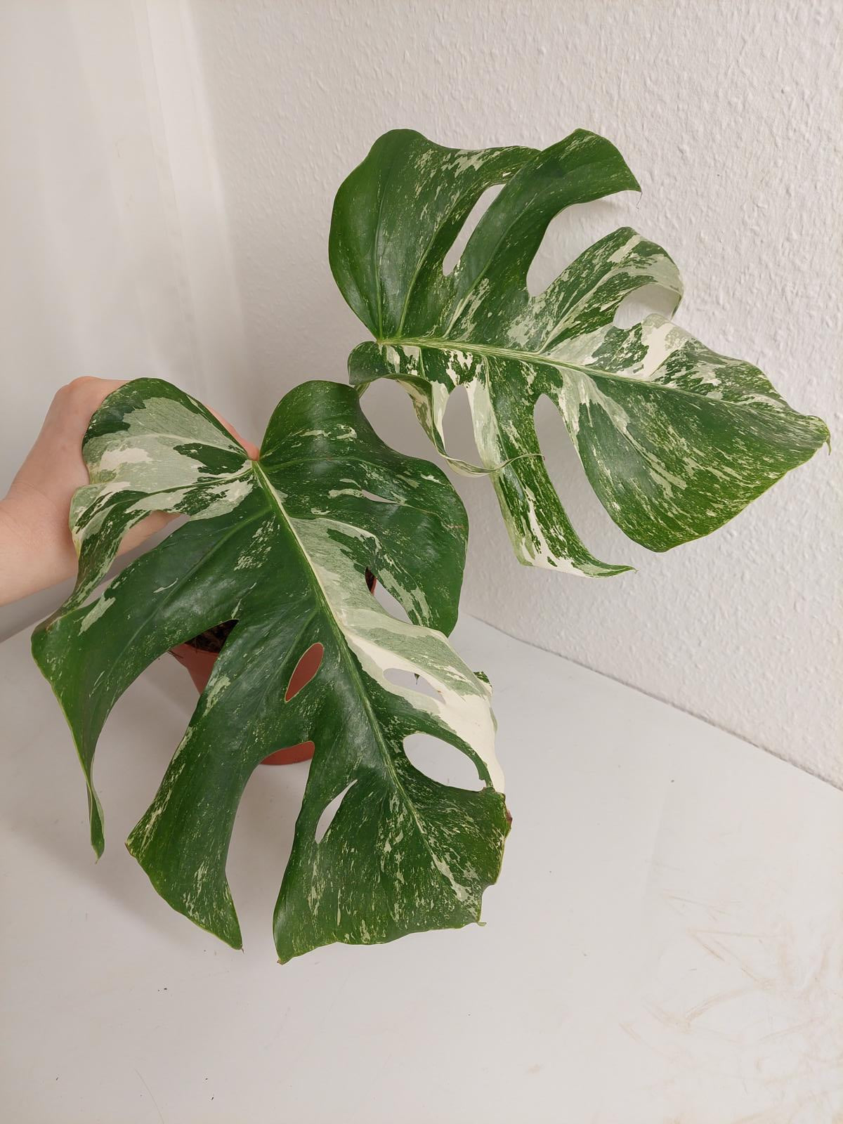 Monstera Variegata Stecklinge eingetopft