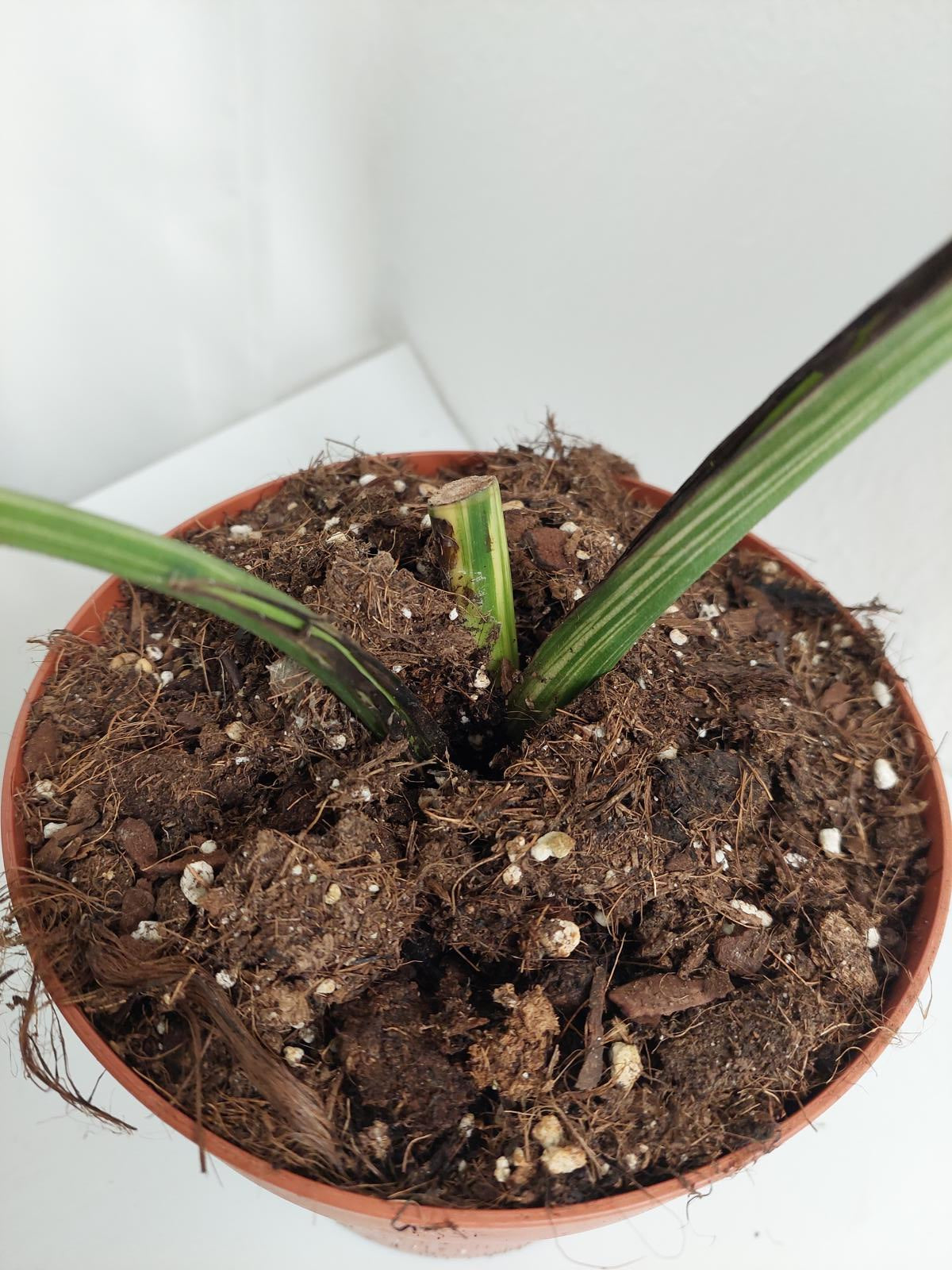 Monstera Variegata Stecklinge eingetopft